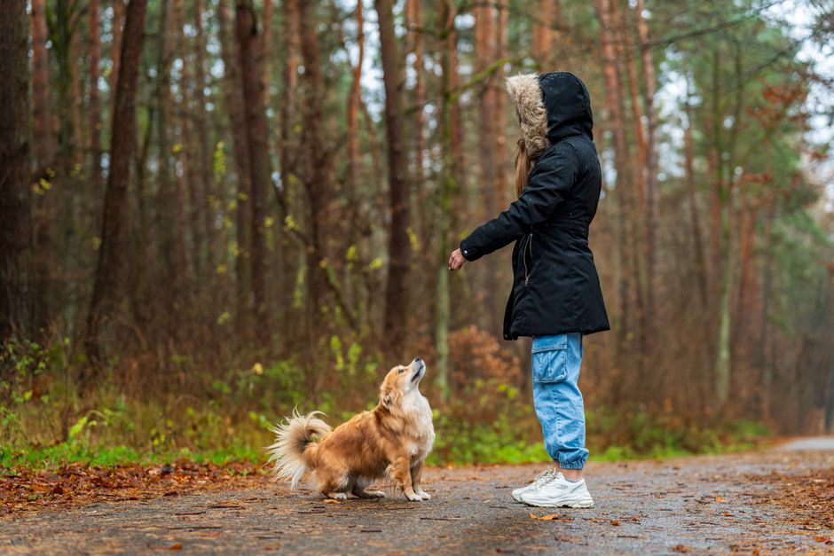 A woman in a hooded coat trains her dog in a serene forest during autumn.