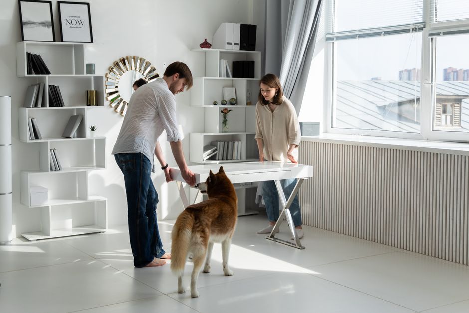 A couple sets up a home office in a bright room with their pet dog watching.