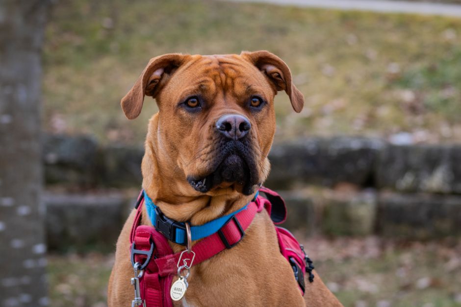 Close-up of a focused boxer dog wearing a red harness outdoors.