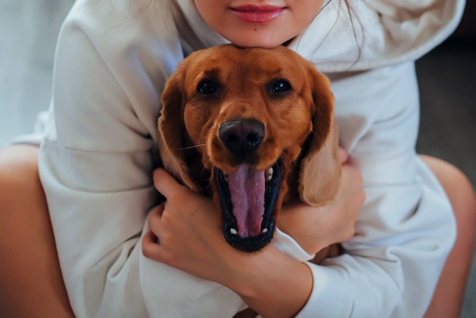From above of crop anonymous female owner in white hoodie cuddling adorable purebred brown yawning Labrador while resting on floor at home