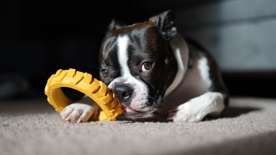 Adorable Boston Terrier puppy playing with a yellow chew toy on a carpet indoors.