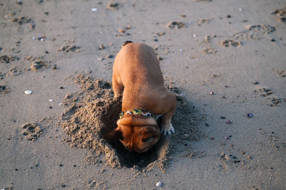 A playful French Bulldog digs in the sandy shore, capturing a cute moment at Stamford's cove.