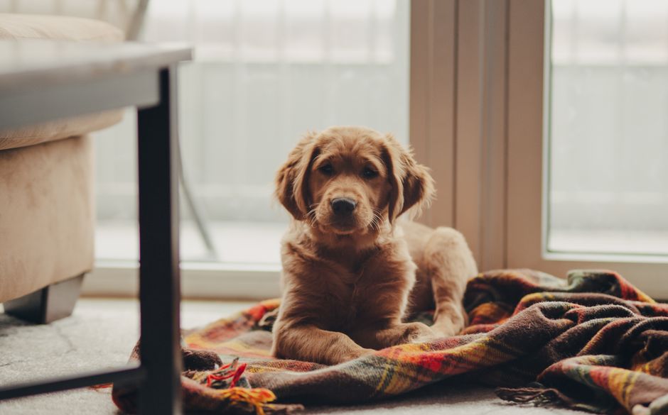 Golden Retriever puppy relaxing on a cozy blanket indoors by the window.