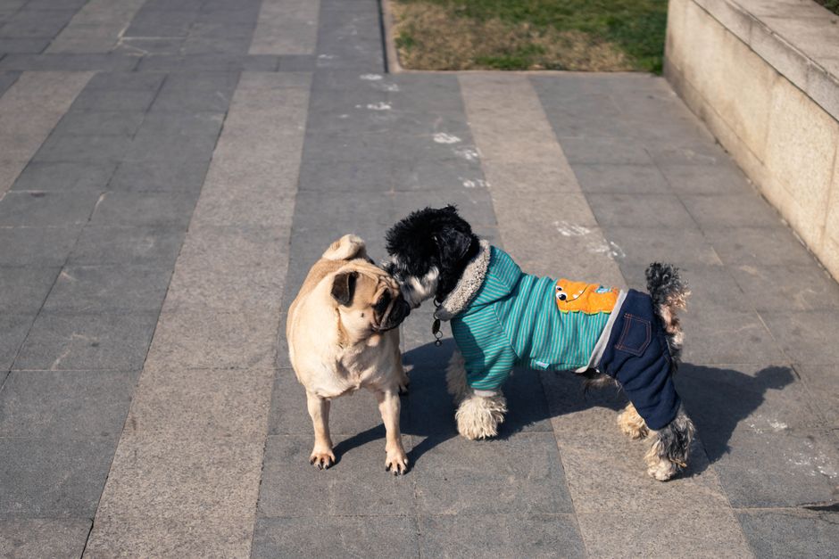 A pug and a small dog in clothes interacting playfully on a sunny sidewalk.