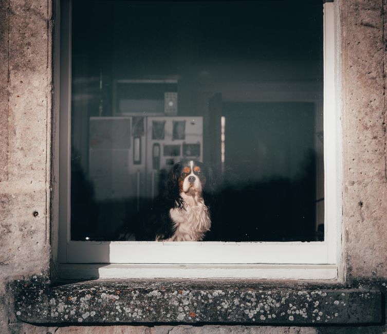 A Cavalier King Charles Spaniel gazes outside through a window, capturing a moment of solitude.