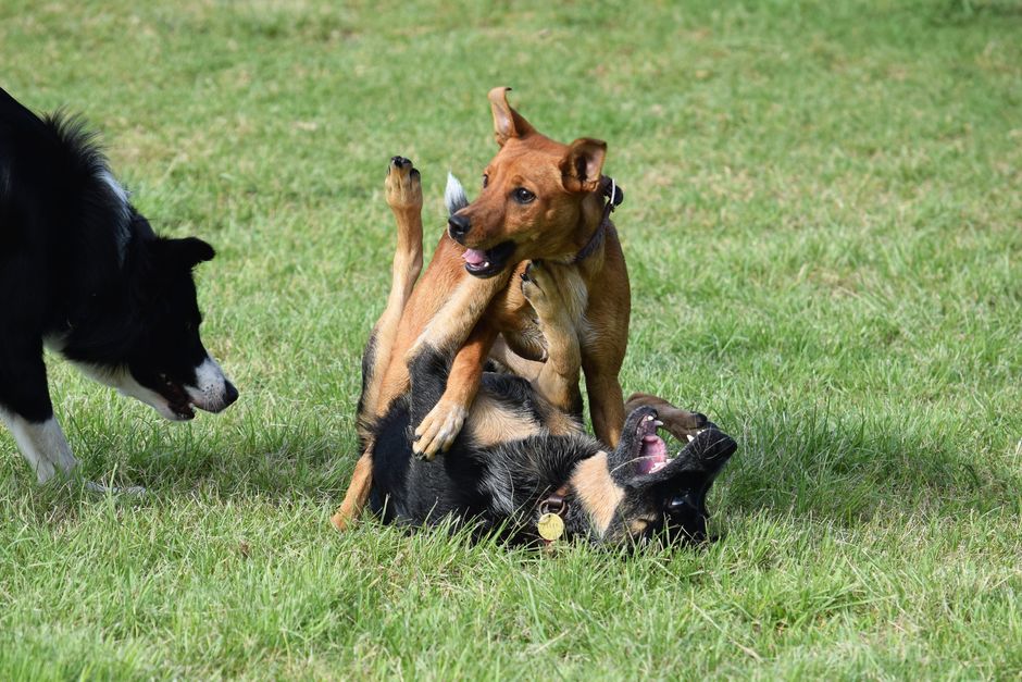 Three playful dogs having a fun time outdoors on a sunny day.