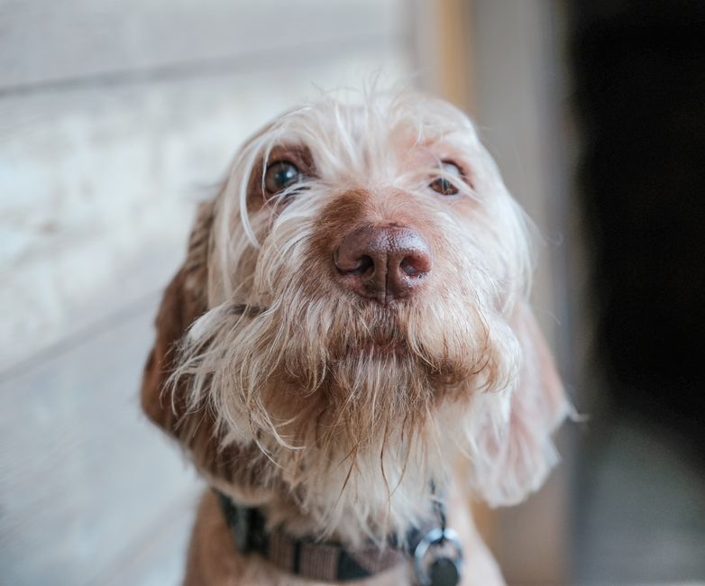 Heartwarming close-up of a wirehaired dog with captivating eyes and soft expression.