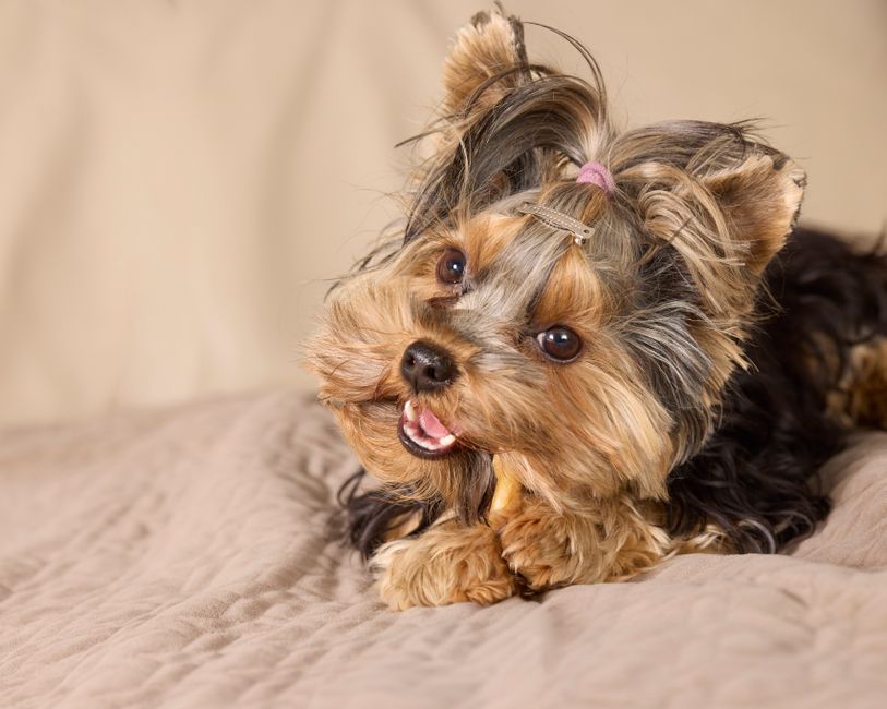 Free stock photo of adorable, animal, blanket