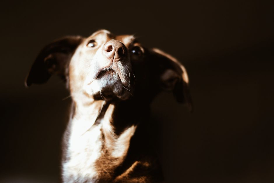 Close-up of a dog in dramatic lighting, showcasing texture and expression.