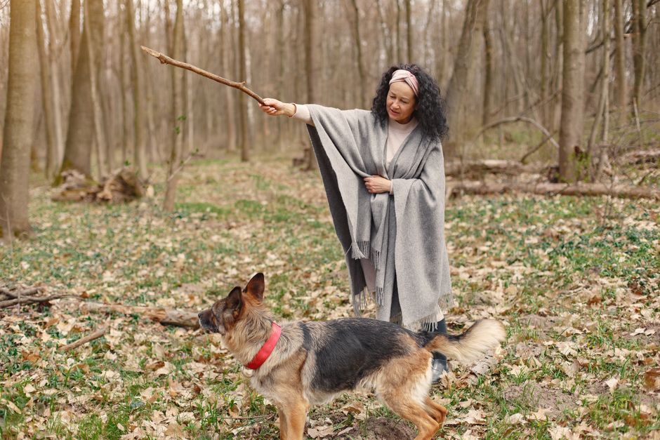 A woman trains her German Shepherd with a stick in a peaceful forest setting.