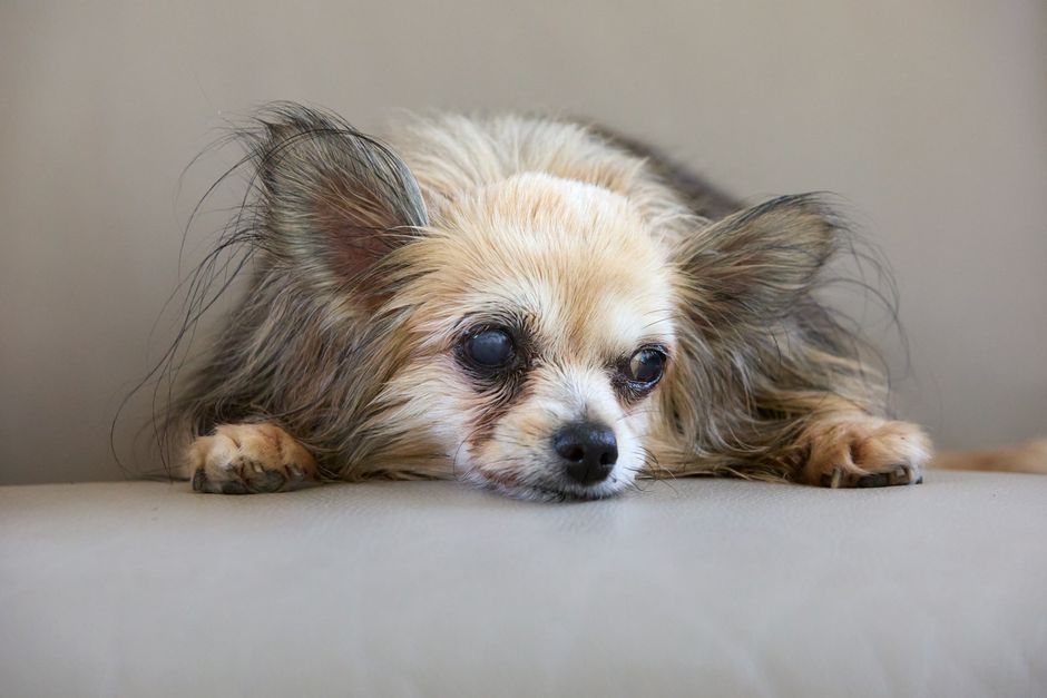 A long-haired senior chihuahua with blind eyes rests peacefully indoors, showcasing its calm demeanor.